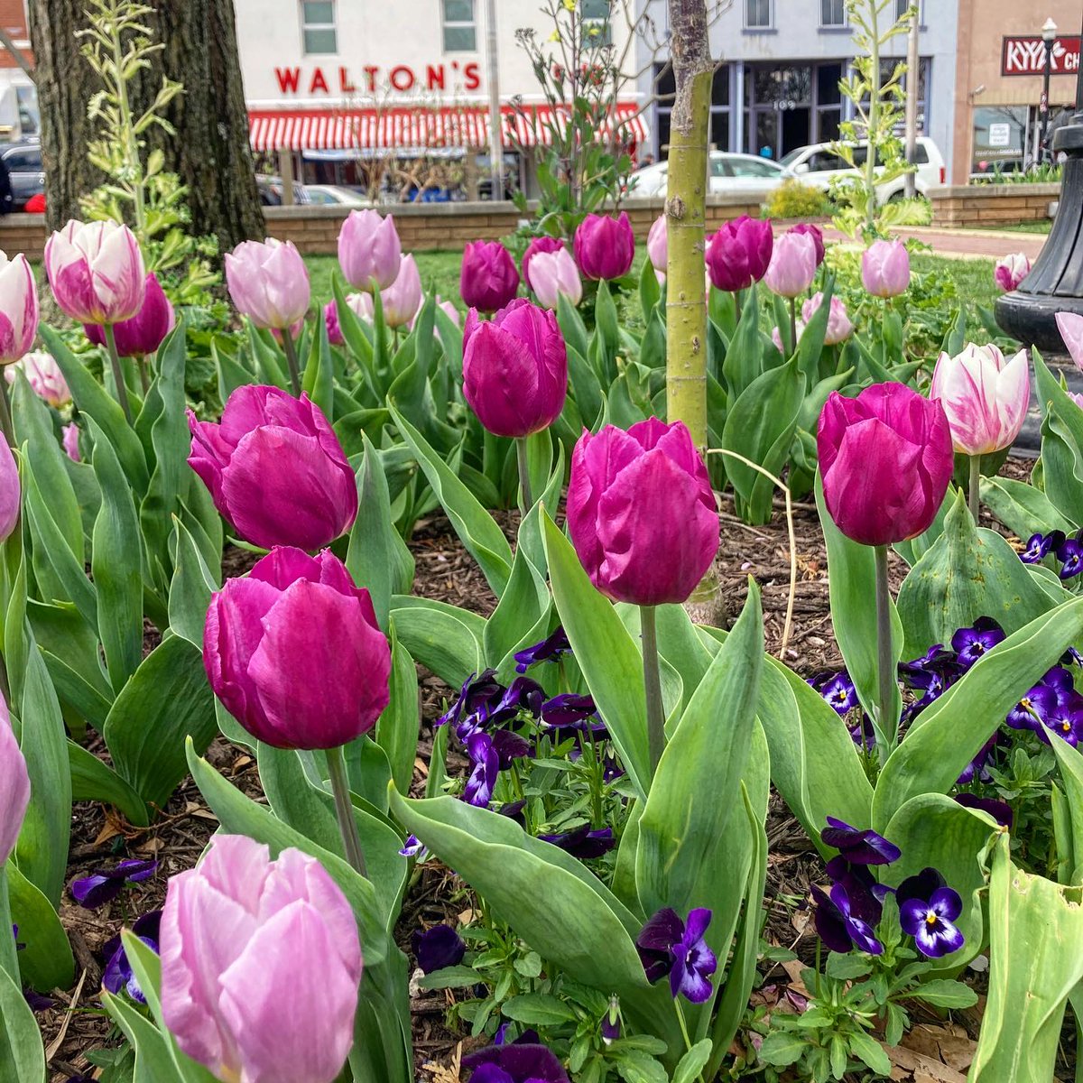 bentonvillecvb's tweet photo. Spring #flowers are here, and we can't wait to see you in #BentonvilleAR! Plan your trip today! #visitbentonville #springtravel2021 #downtownsquare #walmartmuseum - Photo by @arethemeyer https://t.co/pra5TTf9T2