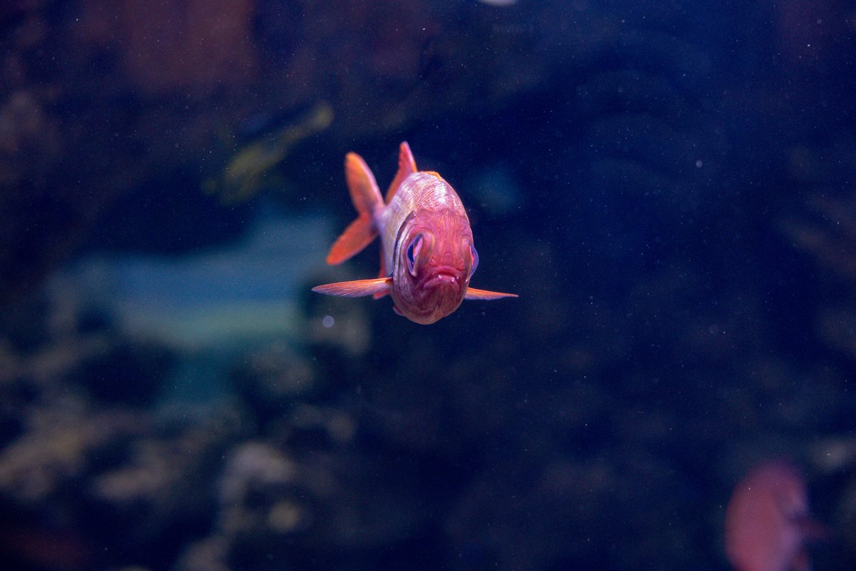 MauiOceanCenter's tweet photo. That awkward moment when you're not sure if you actually have free time, or if you're just forgetting everything...🙄😨
#overlyconcernedfishes
#funnyfish #fishmemes https://t.co/Vh1lrhWn6C