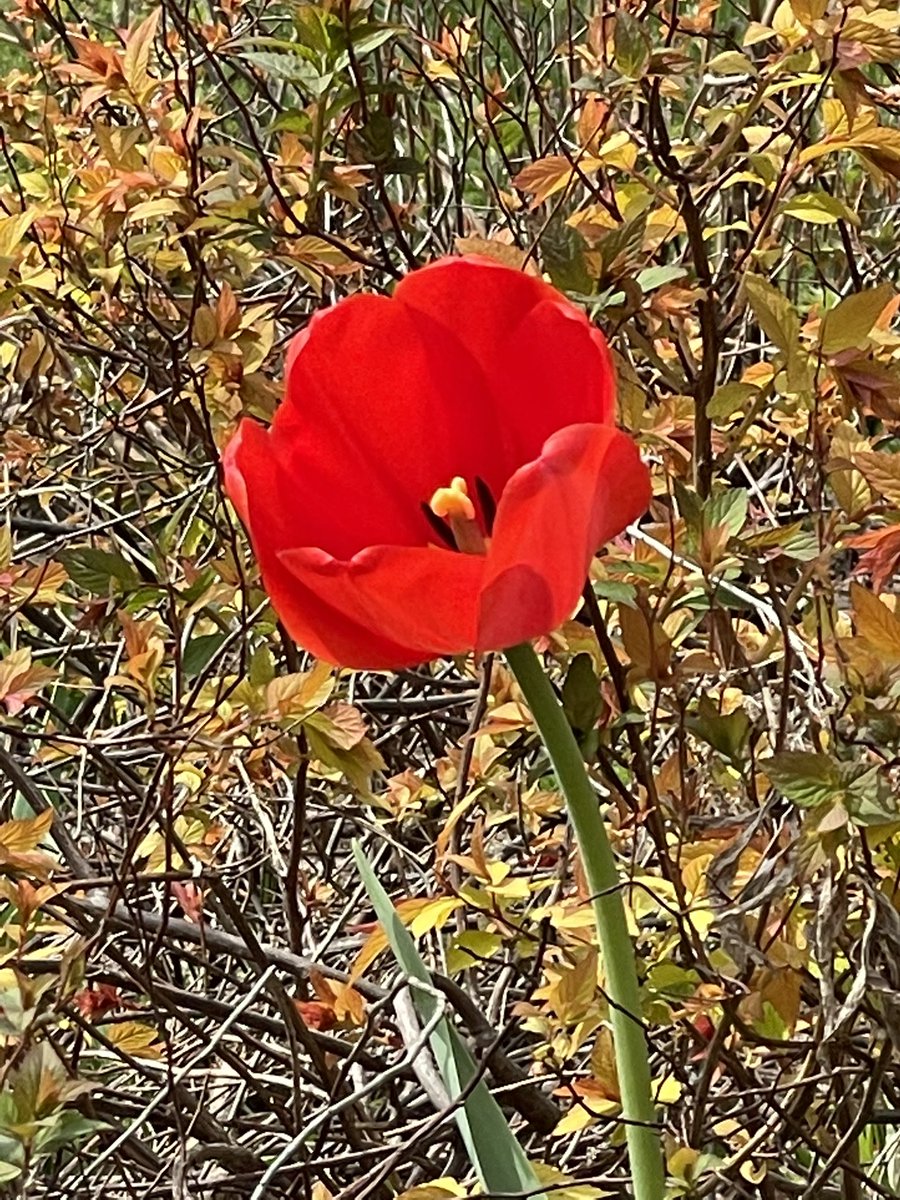 MsMaria_22's tweet photo. Natureโs pure expression! Say hello to Spring. ๐ ๐ผ๐ธ๐ฑ#happyspring #flowerpower #smile #hellospring #naturephotography #natureshots #motherearth #gratitude ๐ #onestyleatatime https://t.co/sjOUUuhU6w