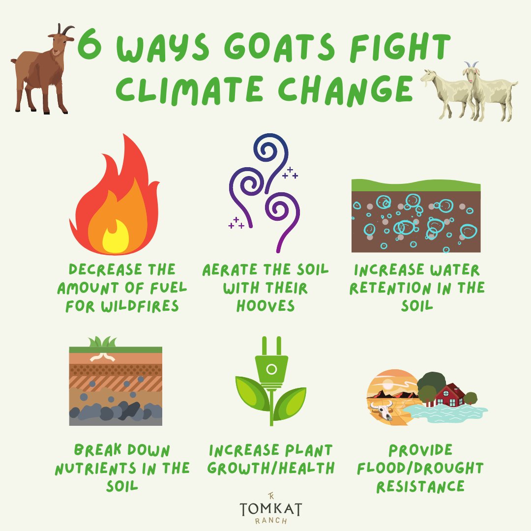 kattaylor's tweet image. Did you know that goats help fight climate change and wildfires by increasing water retention in soil? 

This month we have 800+ goats grazing at @tomkat_ranch thanks to The Goatapelli Foundation!
