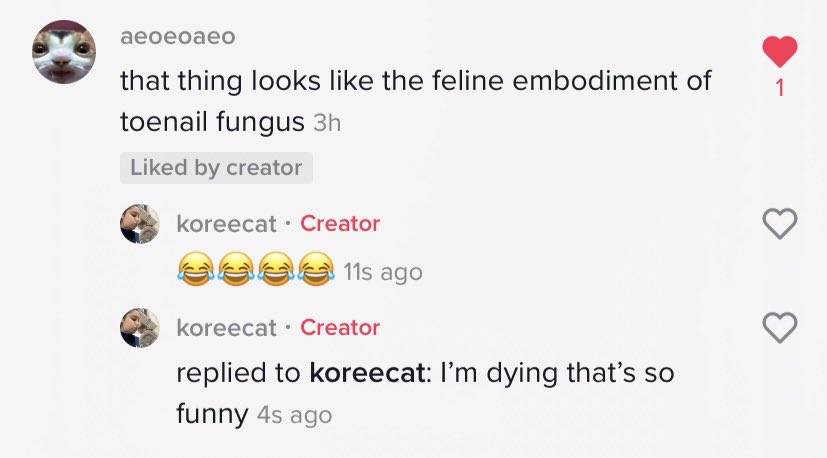 We have a foster kitten right now who is...a bit scraggly. And this might be the best comment we’ve gotten about her on TikTok so far 😂