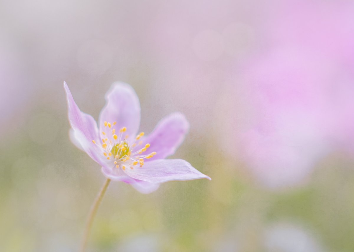 Experimenting with painterly style flower edits. Really pleased with this one #painterlyflowers #Flowers #flower