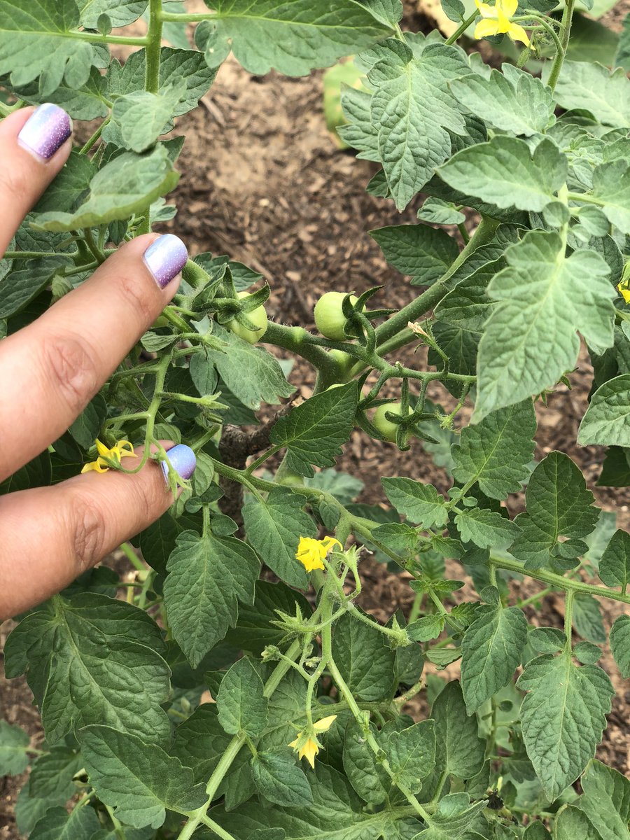 Some peppers coming in from @Vgrona1 ! We have another visitor on our Milkweed! Tomatoes coming in too! #ProjectAcorn #APStin @LCVillarreal6 @NISDStinson @SollarsAmalia  @AngelaDearmond @SonnenMartinez @AcornSkyhawk