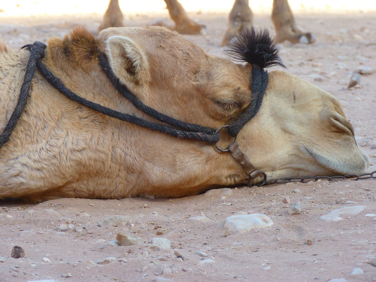 uncgdacts's tweet photo. Mid-week, mid-month, can't seem to get over the final hump? So visit DACTS! Make an appointment today for help on any digital project https://t.co/PDZowfdjbi. From a virtual final Power Point presentation to a podcast, we're here to help you finish strong! #UNCG #digitalactstudio https://t.co/yWBwkQDG56
