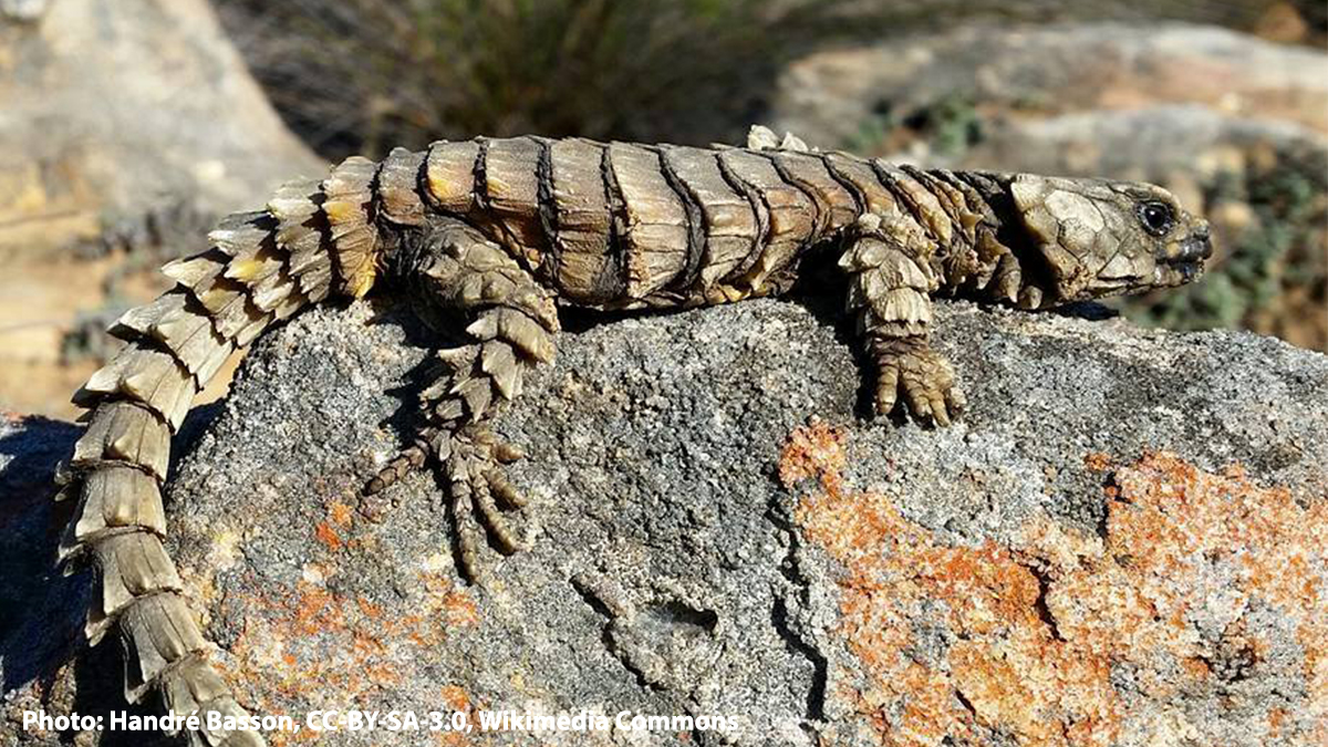where to get an armadillo lizard where to get an armadillo lizard