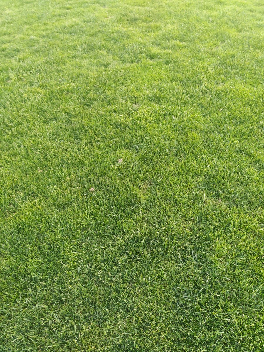 El Ayuntamiento y la Fundación vuelven a incumplir sus promesas. El césped de  A Lomba no se corta desde el sábado. Hasta la empresa concesionaria admite que es necesario hacer tres cortes a la semana. Un desastre.
<a href="/AROSASCOFICIAL/">Arosa SC</a>
<a href="/OArlequinada/">Onda Arlequinada</a>
<a href="/AArlequinada/">Afición Arlequinada</a> 
<a href="/ABancada_/">A Bancada ⚽🎙️</a>