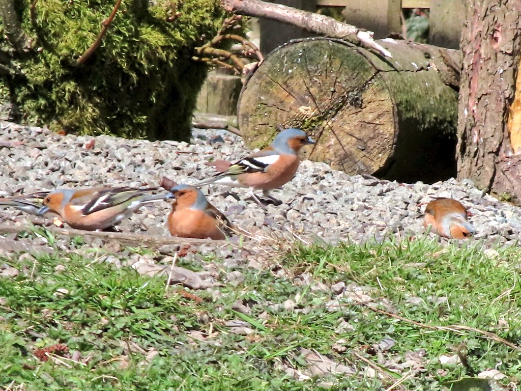 ScottPierceJon1's tweet photo. @RSPBEdinburghLG @Natures_Voice #LockdownNatureWatch #birdphotography #birdwatching #NaturePhotography #wildlife #wildlifephotography #birds #BirdsSeenin2021 #TwitterNatureCommunity #naturelovers #nature https://t.co/NXRIc2WlwH