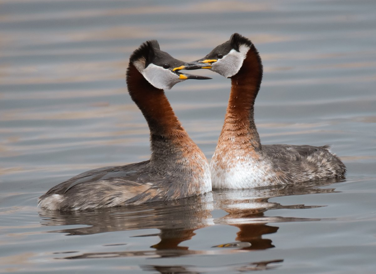 twitchoftheday's tweet photo. Today i visit the red-necked grebes. They are mating right now https://t.co/ndDif2kMnJ