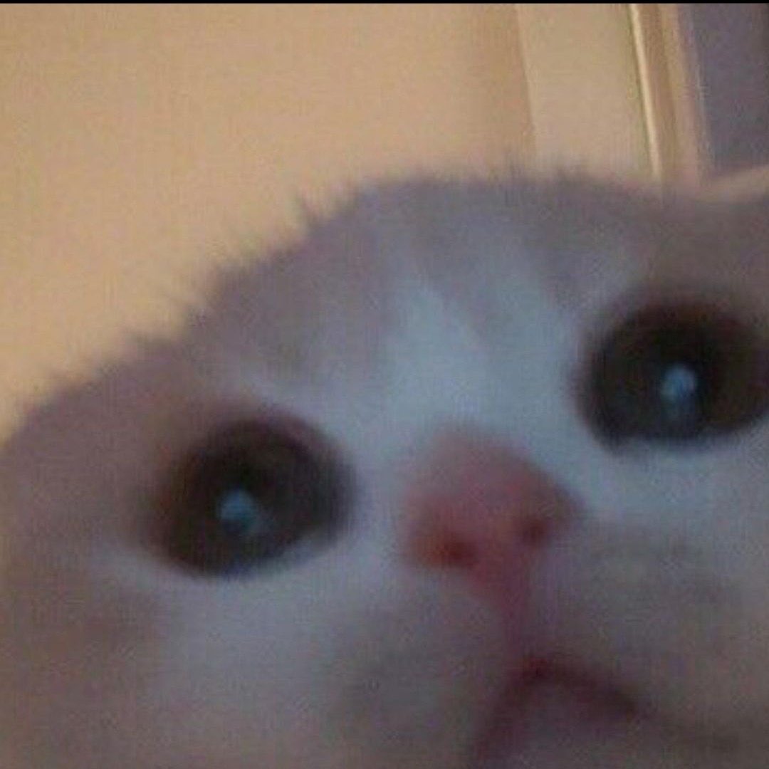 yapayaracIar's tweet photo. you are my meow meow https://t.co/EpwGvckuKj