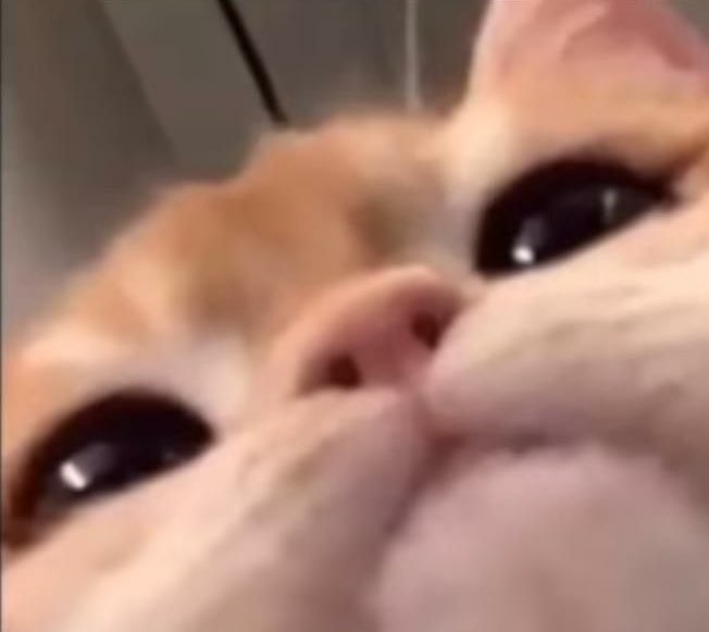 yapayaracIar's tweet photo. you are my meow meow https://t.co/EpwGvckuKj