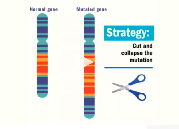 CureHIBM's tweet photo. Canadian researchers duplicated a patient's rare disorder in a mouse, and used gene editing to cure it.  https://t.co/IYktgJfpcd 
#genetics  #DNA #raredisease #neuromusculardisease #gnemyopathy #neuromusculardiseasefoundation #biotech #GeneTherapy https://t.co/p0tMatPZG5