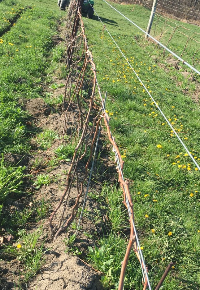 2021 The Beginning - pruned &amp; typed Riesling &amp; Merlot vines, ready for bud burst. Cheers!