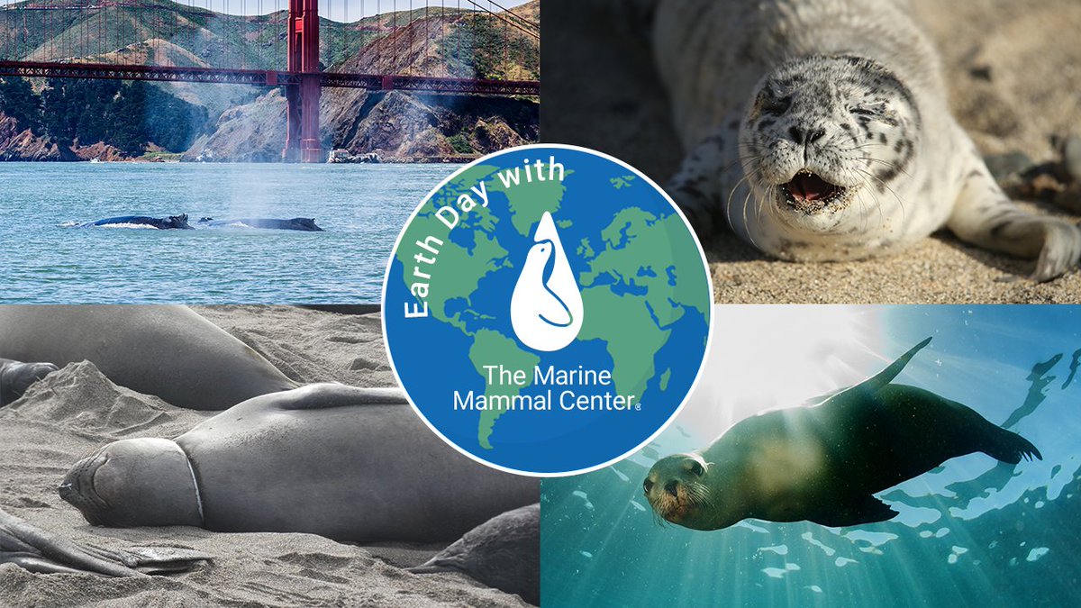 #EarthDay is almost here 🌊🌎🌱 We're seal-ebrating all week long with virtual events starting next Tuesday, April 20. Watch to find out the latest update on #WhalesInTheBay 🐋 and how our responders save #EntangledWildlife 🦭 Check out all the events at bit.ly/3uPdRMw.