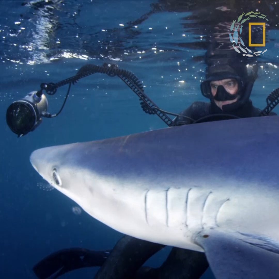 Explorer @Brian_Skerry was inspired at a young age by the mysteries of the ocean. As a wildlife photographer, he’s now spent over 10,000 hours underwater — covering stories like the alarming decrease in the world’s fisheries and the protection of special underwater ecosystems. https://t.co/uCz4z4Myzh