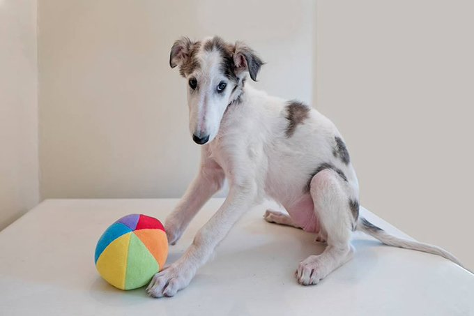 RT @nikitamissle: why are borzoi puppies always making this face https://t.co/vovs5L5x5k
