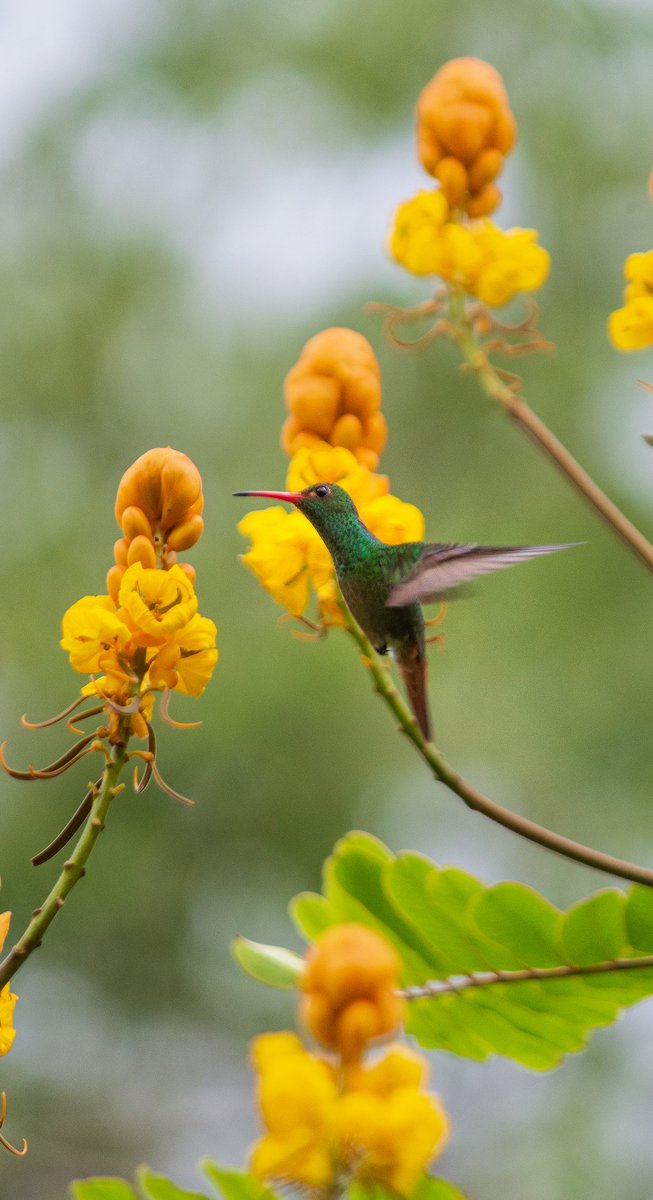 LarryGonzalezF's tweet photo. Ustedes no se imaginan lo difícil que puede ser fotografíar a un colibrí, para esta foto fueron 50 disparos y casi 45 min esperando. Que bella es la naturaleza! https://t.co/SRaNAK6rvY