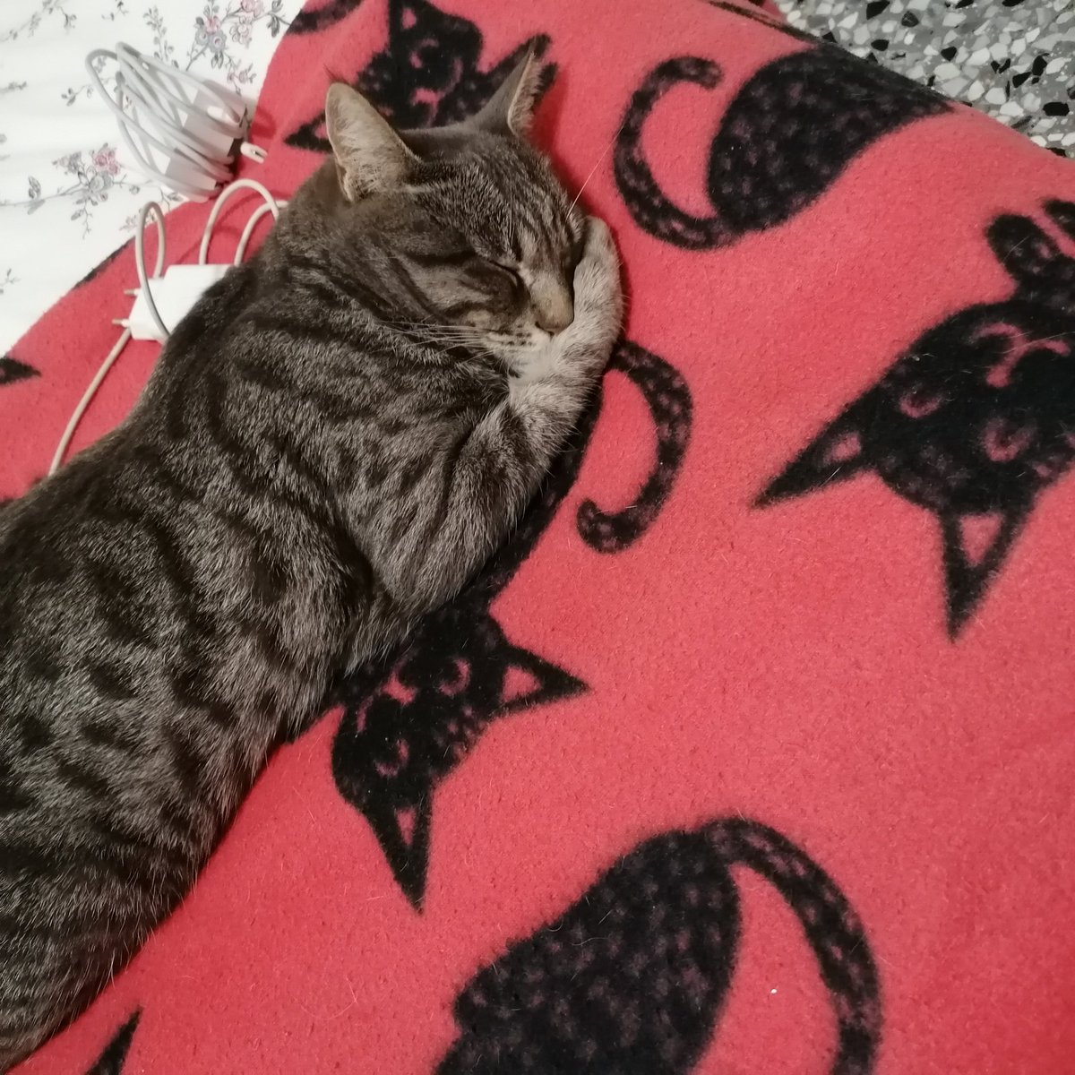 sideshowLukeP's tweet image. Ma come dorme