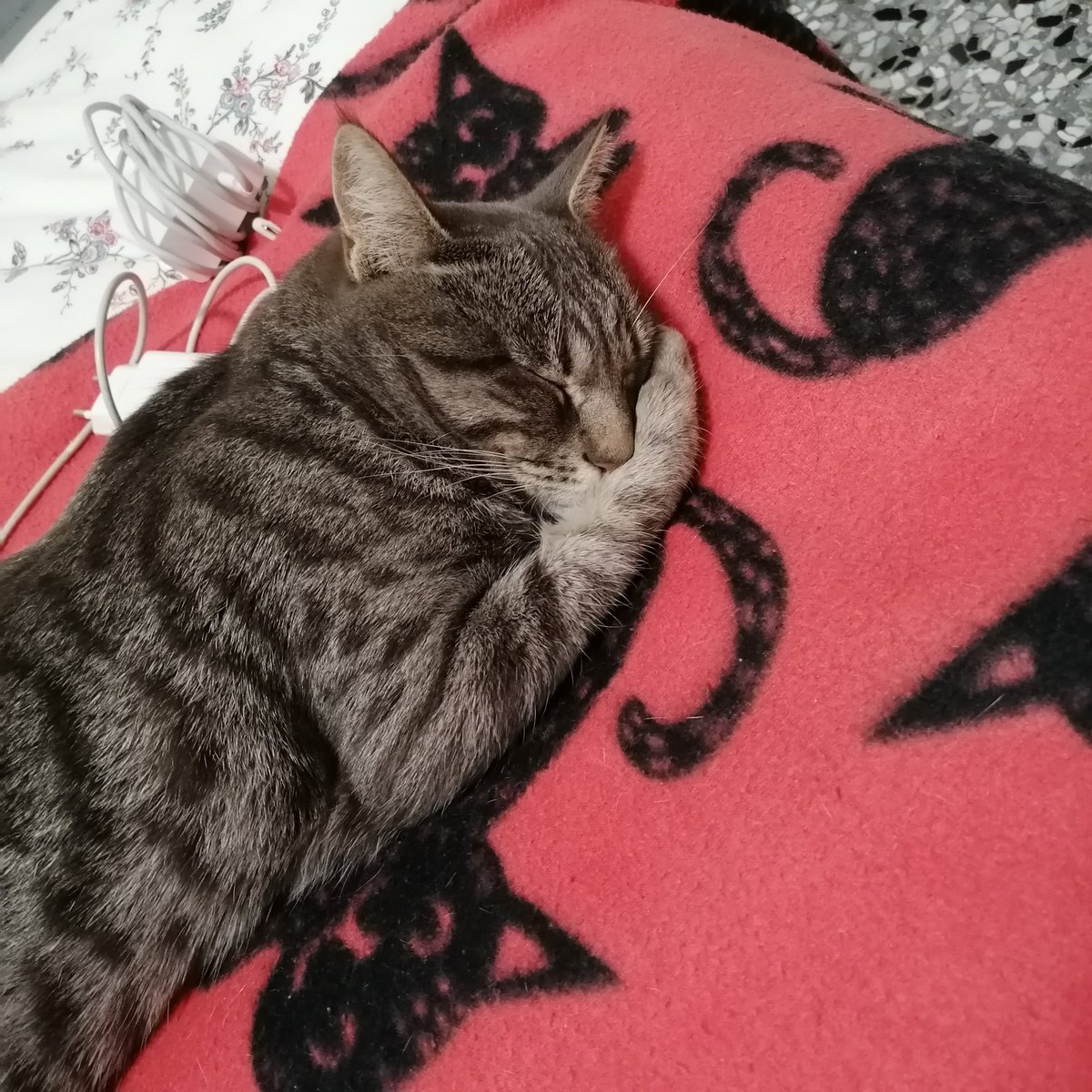 sideshowLukeP's tweet image. Ma come dorme