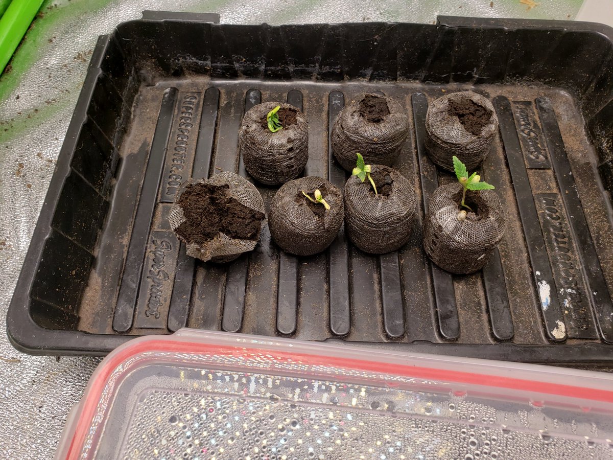 freeseedsca's tweet photo. Already lost a few to dampening off and those that survived aren't in the best shape 😬. Will do my best to help them along but it's not looking good.
#CBD #FreedomDream https://t.co/OYE22zvHn4