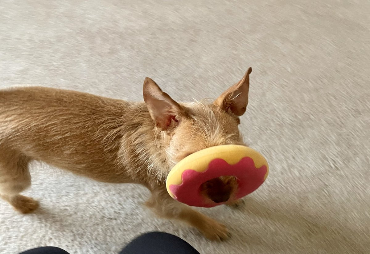 TheRyleeAggus's tweet photo. @LaurieHernandez Phoebe got a new toy, and this is the only way she carries it. And yes, she frequently smashes her nose right into furniture, then keeps on goin’. 😂🤷🏼‍♀️ https://t.co/yKVEXev2M9