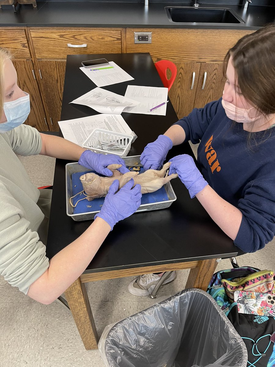 THSBiology's tweet photo. Dual Enrollment Bio 104...Fetal Pig Dissections! #bioislife https://t.co/9K7CnUXLZ8