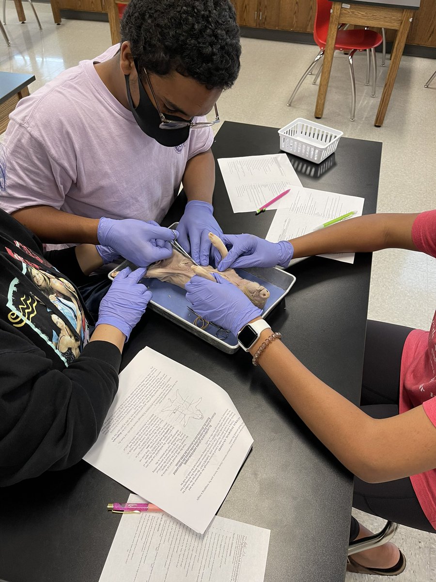 THSBiology's tweet photo. Dual Enrollment Bio 104...Fetal Pig Dissections! #bioislife https://t.co/9K7CnUXLZ8