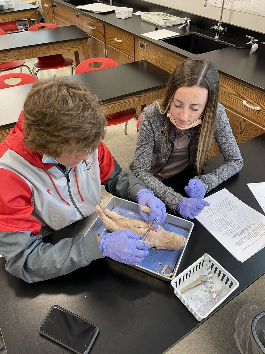 THSBiology's tweet photo. Dual Enrollment Bio 104...Fetal Pig Dissections! #bioislife https://t.co/9K7CnUXLZ8
