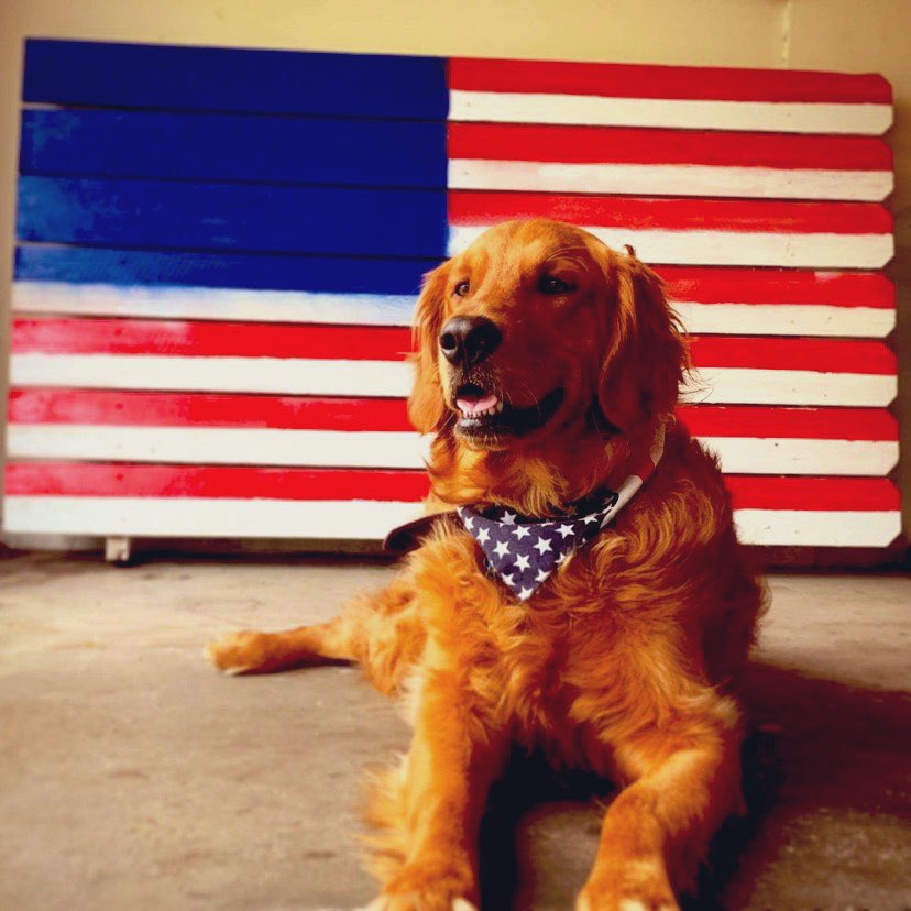 cnelson1109's tweet photo. @BuschBeer Meet Bernie -Bernie is a strong, athletic and determined pup. He’s straight business during the week but clearly enjoys Saturday’s with the boys. He most importantly loves a great tasting Busch light.

Previous employment:
-Insta model: Sept 19’-current https://t.co/mUuzPpeJMn