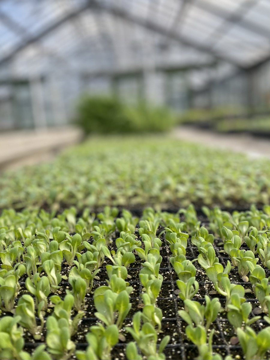 Happy National Gardening Day from GPC! Take a look at the seedlings in one of our greenhouses. Growing from seed &amp; cuttings gives us access to more unusual plants, not to mention saving us money. We also receive seedling plugs when we need a jump start on certain plants.