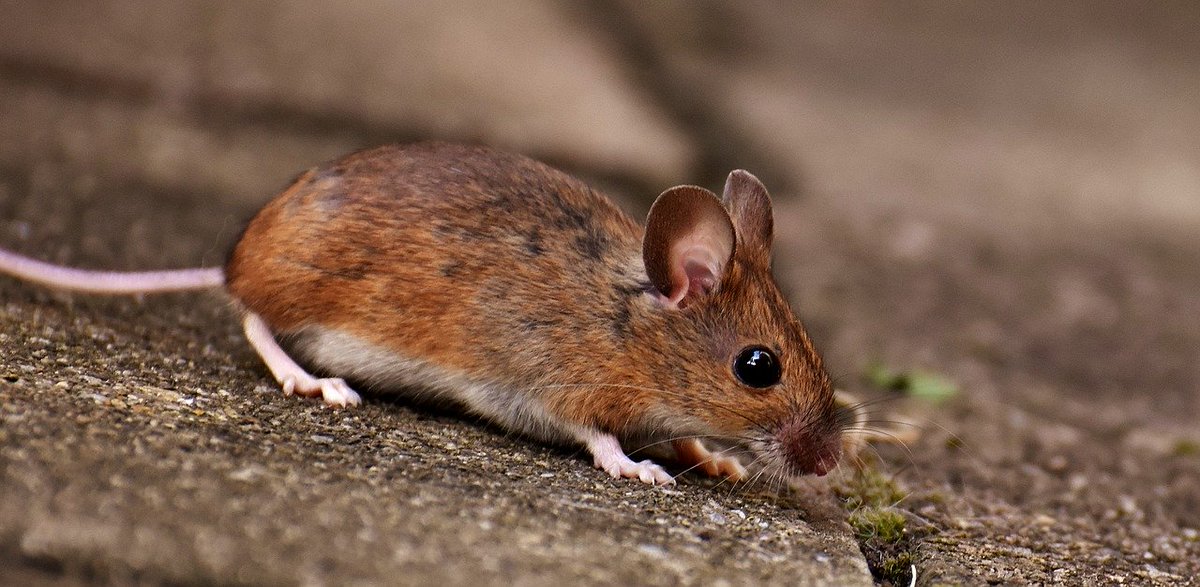 HourlyMouse tweet picture