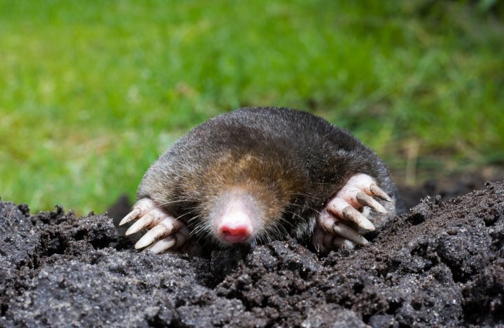 paulawyka's tweet photo. Este es el topo ciego, el segundo animal más ciego del mundo. El primero eres tú al no darte cuenta que soy el amor de tu vida. https://t.co/jOr7r69qaR