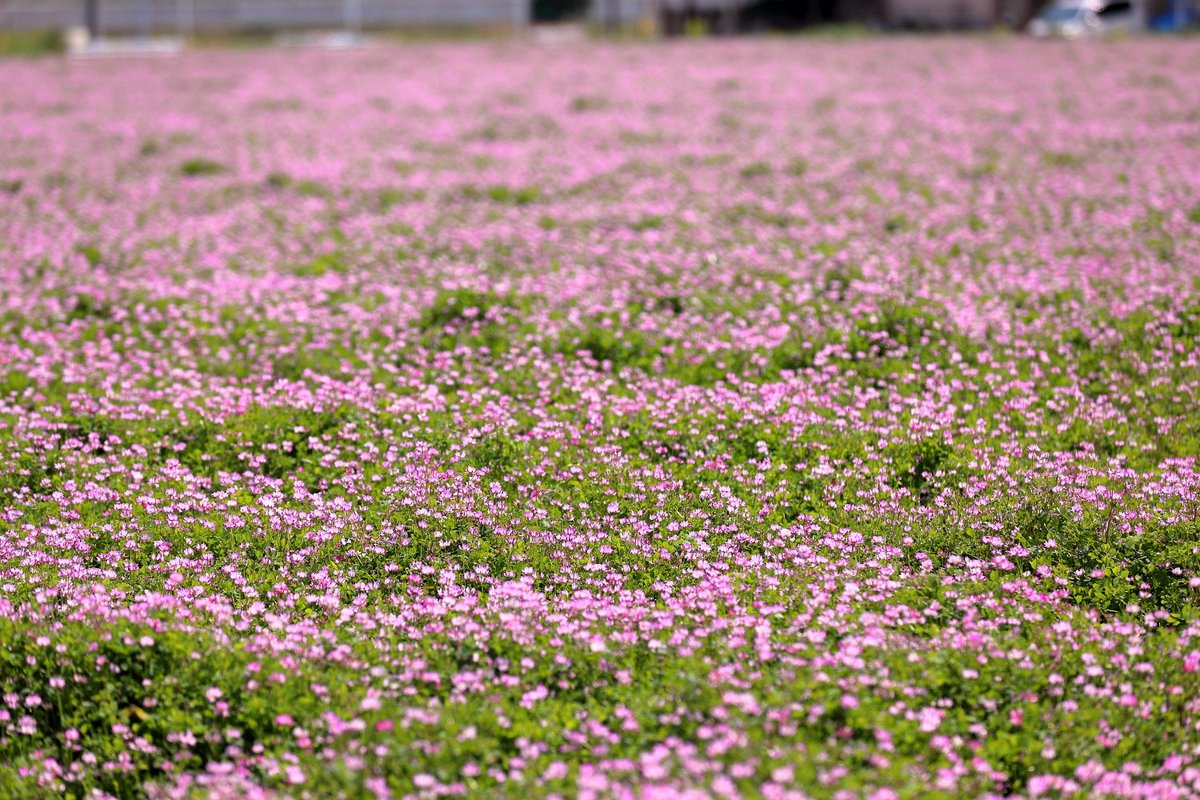 れんげ畑 レンゲ畑 - 宮崎の季節がほらね！