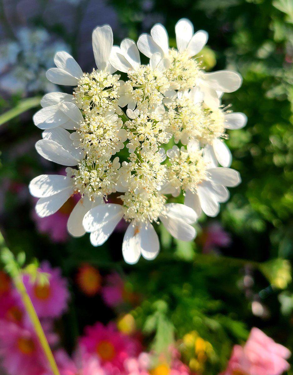 らぃむ おはようございます 純白なハート形の花弁 が可愛い オルレアホワイトレース オルラヤホワイトレース 花言葉 は 可憐な心 ほのかな思い 細やかな愛情 Tlを花でいっぱいにしよう 花写真 花が好き 花 写真 木曜日