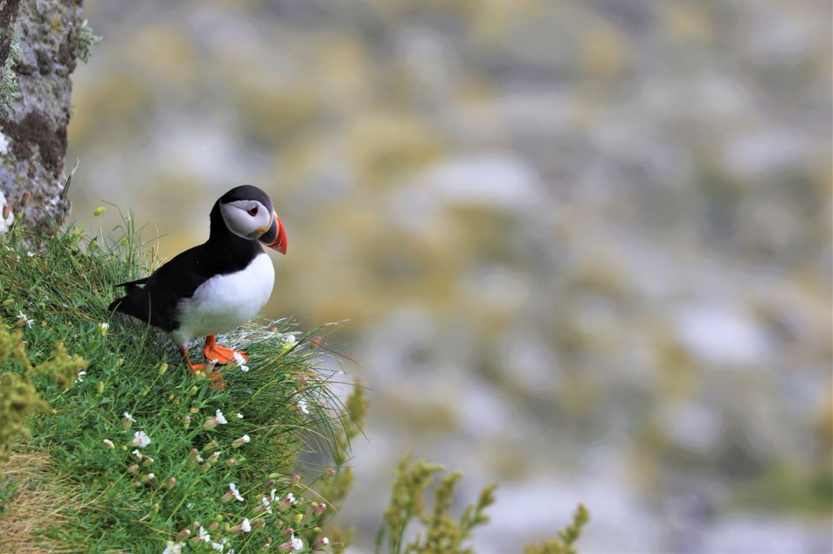 RED ALERT: Puffins, swifts and kestrels among 23 new species moved on to the Red list, meaning a quarter of birds across the island of Ireland are now facing dangerous declines - according to new Birds of Conservation Concern in Ireland report. Read more: bit.ly/BOCCInews