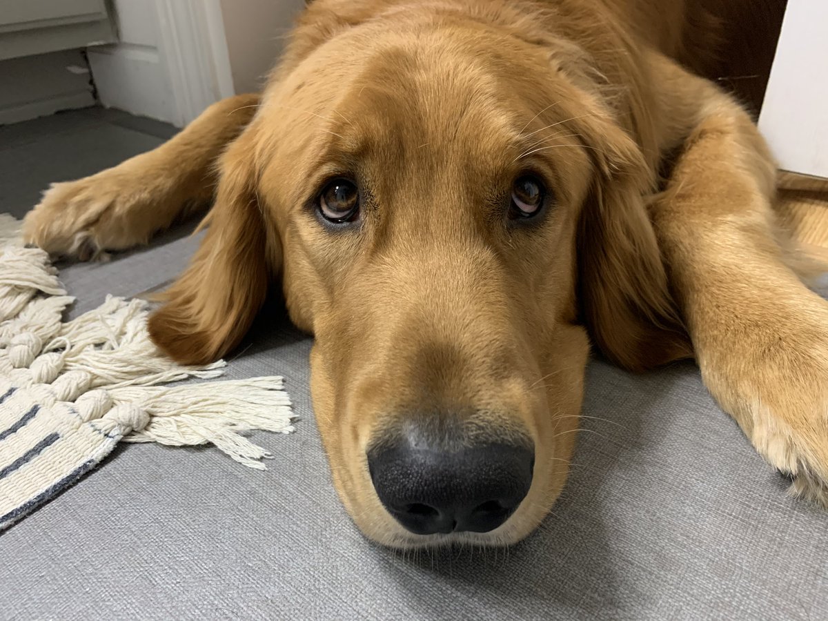 cmcarper's tweet photo. @BuschBeer Meet Blue, his sniffer can pick up a good thing from a mile away! Not only does he beg for @BuschBeer he looks good doing it 😆 Blue is a pure bred Golden Retriever from the great state of NE weighing in at 105 lbs. #BuschCTOcontest https://t.co/ycuePS8zGX
