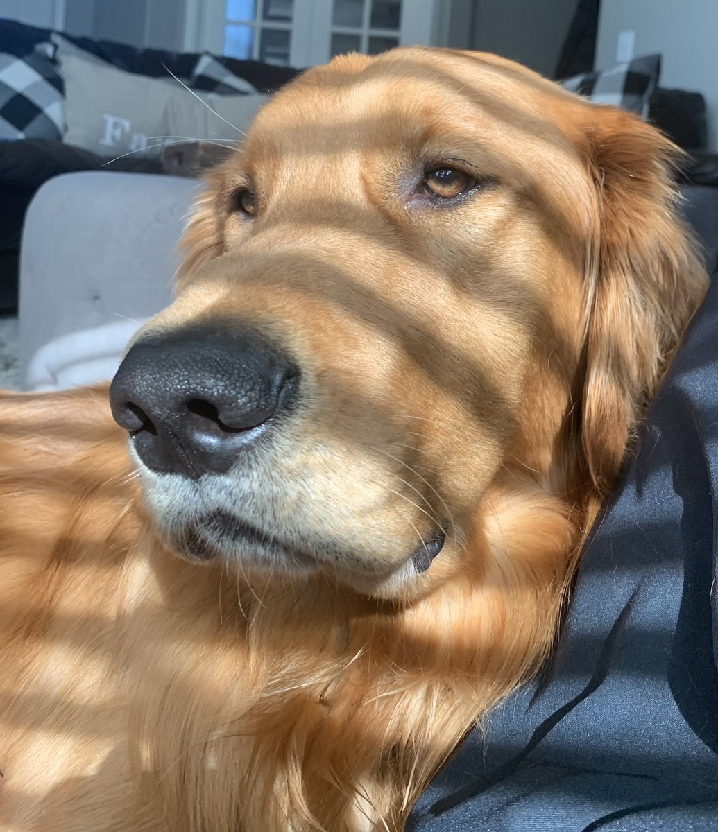 cmcarper's tweet photo. @BuschBeer Meet Blue, his sniffer can pick up a good thing from a mile away! Not only does he beg for @BuschBeer he looks good doing it 😆 Blue is a pure bred Golden Retriever from the great state of NE weighing in at 105 lbs. #BuschCTOcontest https://t.co/ycuePS8zGX