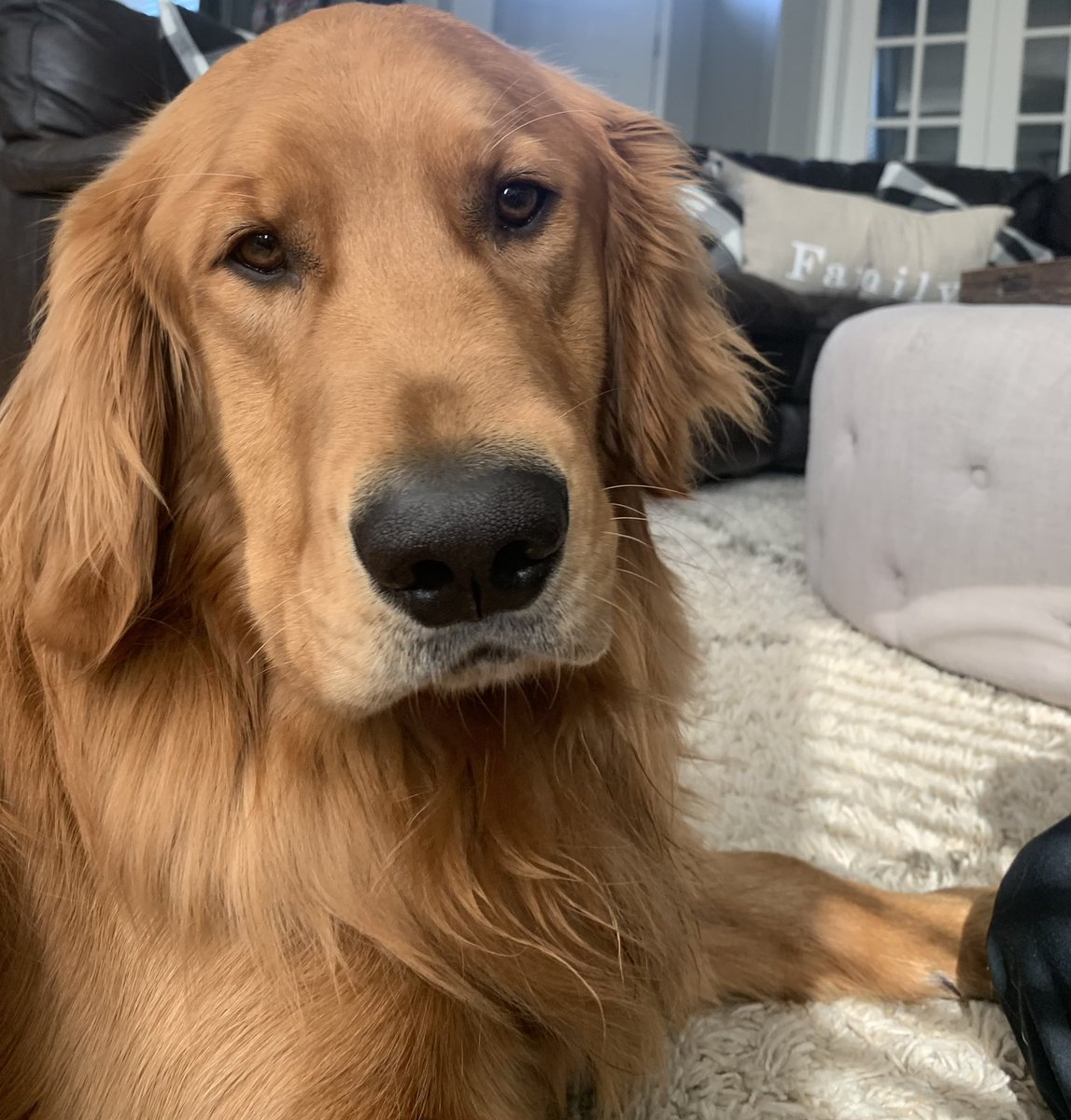 cmcarper's tweet photo. @BuschBeer Meet Blue, his sniffer can pick up a good thing from a mile away! Not only does he beg for @BuschBeer he looks good doing it 😆 Blue is a pure bred Golden Retriever from the great state of NE weighing in at 105 lbs. #BuschCTOcontest https://t.co/ycuePS8zGX