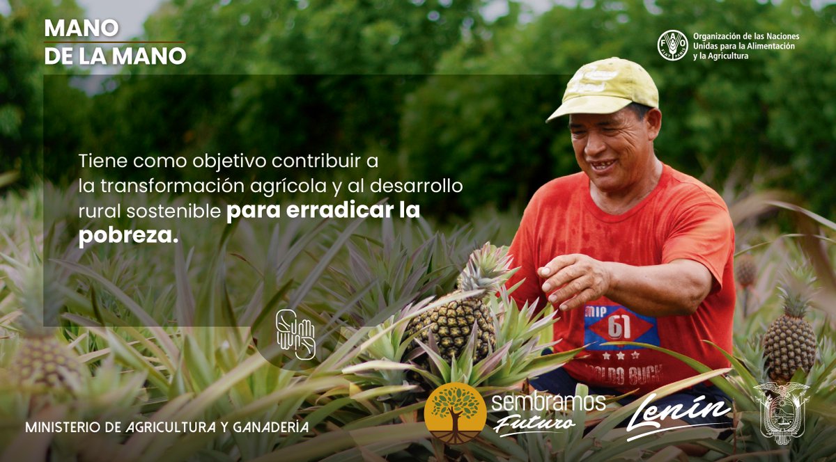AgriculturaEc's tweet photo. Con @FAOEcuador implementamos la iniciativa #ManoDeLaMano como una estrategia de recuperación económica en territorios afectados por la pandemia, identificando mayores oportunidades de inversión para productores agropecuarios rurales. #SembramosFuturo https://t.co/YFeHcsgQPT
