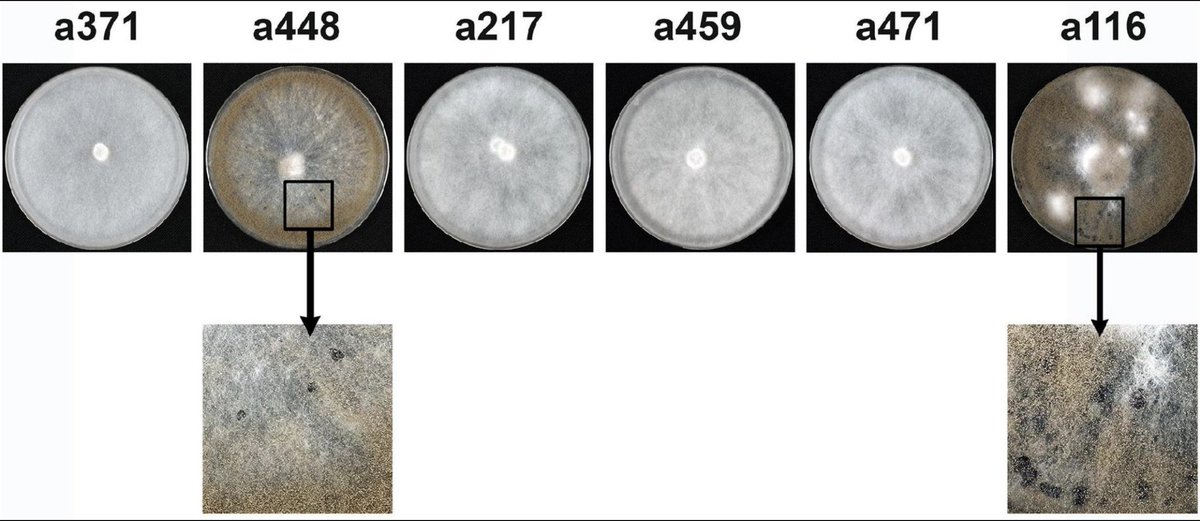 Sioly Becerra (@siolysioly7) on Twitter photo Hello #scientificWorld! Here is my first paper as a co-author 🏁📌
We studied a major effect gene controlling development and pathogenicity in Botrytis cinerea #PhDLife <a href="/frontiersin/">Frontiers</a> <a href="/AcademicChatter/">Academic Chatter™</a> #AcademicChatter <a href="/R_Baroncelli/">@riccardobaroncelli.bsky.social</a> <a href="/mthon/">Michael Thon @mthon@genomic.social</a>
doi.org/10.3389/fpls.2… Hello #scientificWorld! Here is my first paper as a co-author 🏁📌
We studied a major effect gene controlling development and pathogenicity in Botrytis cinerea #PhDLife <a href="/frontiersin/">Frontiers</a> <a href="/AcademicChatter/">Academic Chatter™</a> #AcademicChatter <a href="/R_Baroncelli/">@riccardobaroncelli.bsky.social</a> <a href="/mthon/">Michael Thon @mthon@genomic.social</a>
doi.org/10.3389/fpls.2…