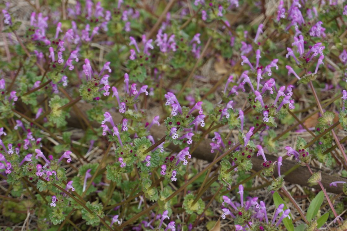 三階草 Twitter Search