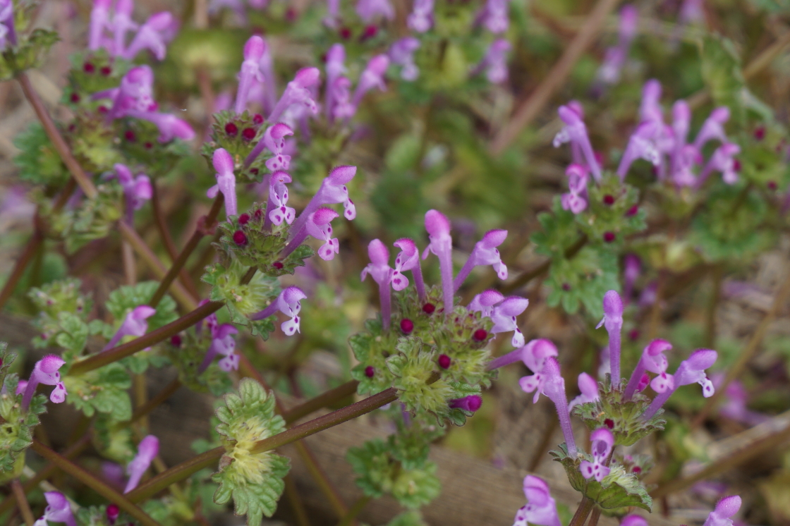 三階草 Twitter Search