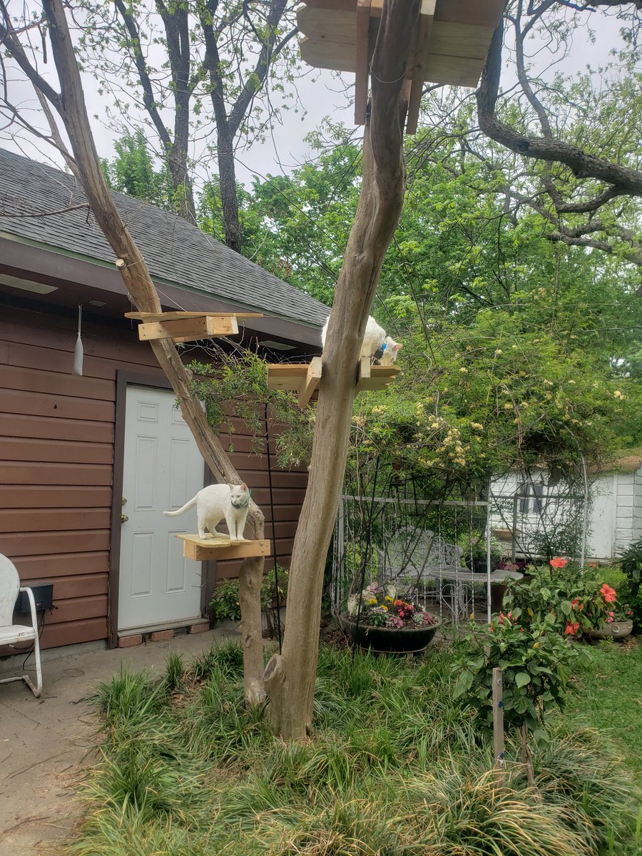 BooTheDeafKitty's tweet photo. Mama and Daddy made us a cat tree in the garden today!
No one has dared the top level yet but Bug is thinking about it! https://t.co/mcEMHtGOv8