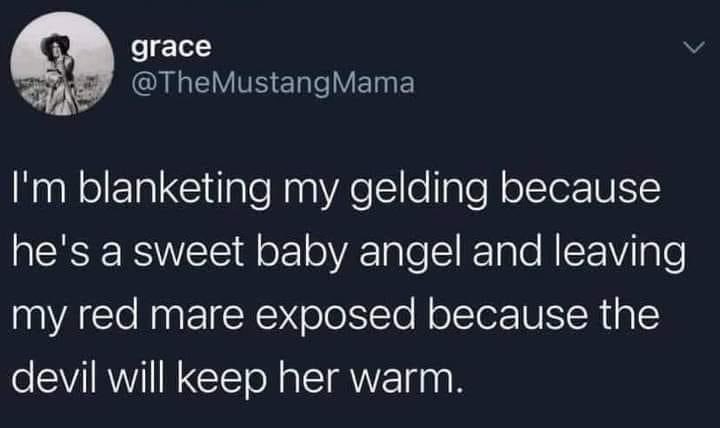 roskocheer's tweet photo. Literally my life 🤣🤣🤣 #equestrian #mares #geldings #horses https://t.co/j9oSZawlYp