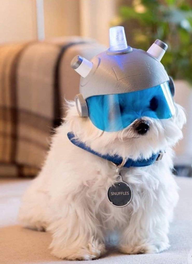 Lindo casco inspirado en #RickAndMorty #perros2021