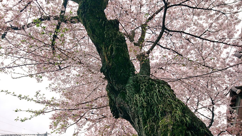 なばりじん 三重県名張市は心のふるさと Nabarijin Twitter