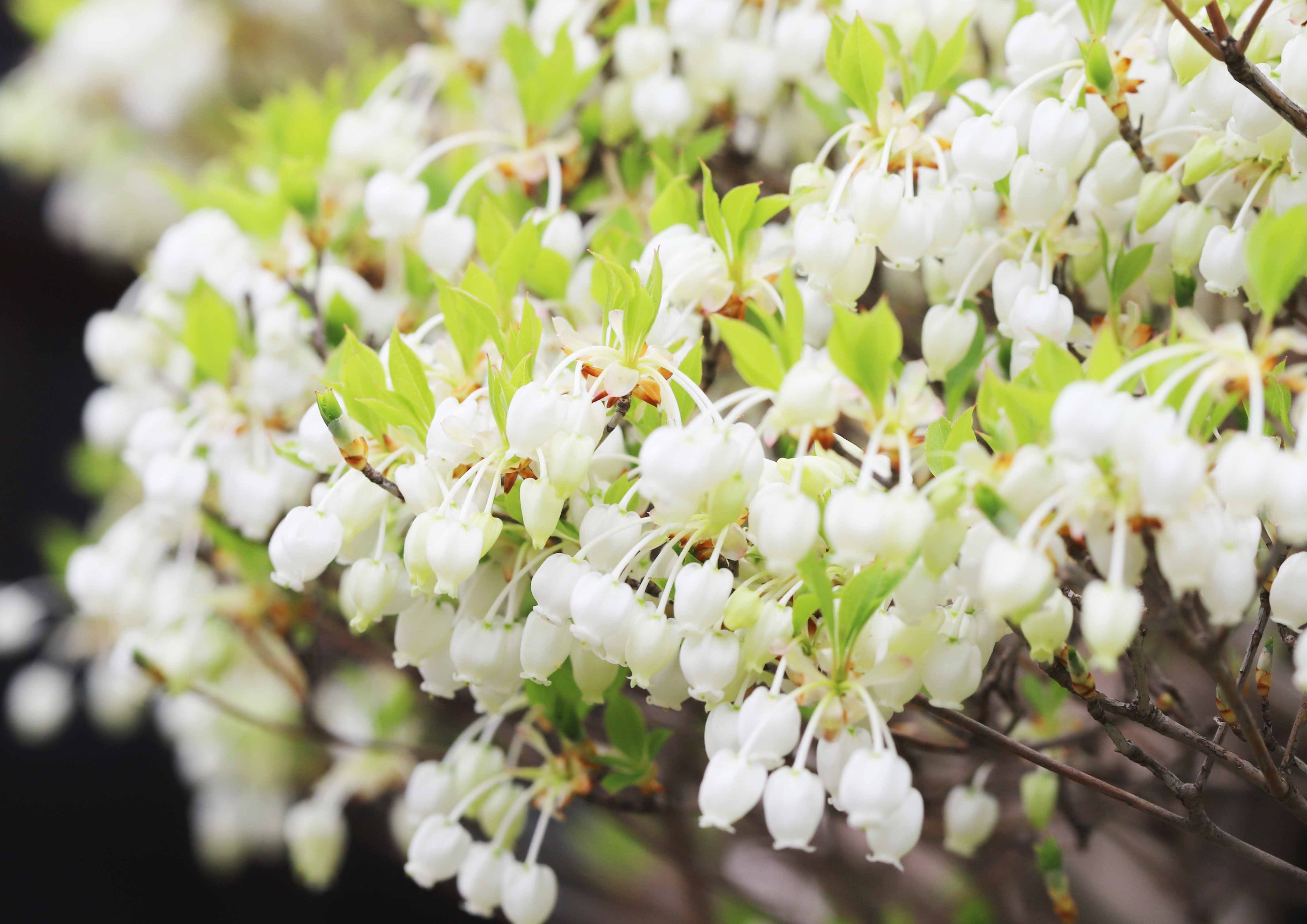 تويتر 片柳弘史 على تويتر 教会の花壇で ドウダンツツジが花を咲かせました 感じで書くとドウダンは 満天星 たくさん咲いた花が 空に散りばめられた星のように見えるということでしょう 一つひとつの花は まるで小さな鈴のようです T Co Lgi7ebpu40