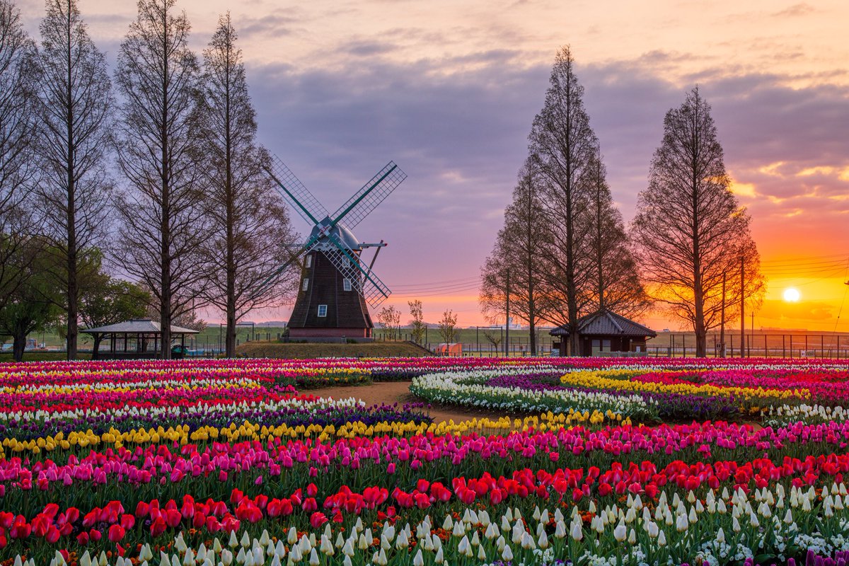 黄昏の夢追人 チューリップ 早起きして見頃のチューリップを撮りました Tulips Flowers Hanamap Sunrise Windmill Akebonoyama Chibaprefecture Photography Light Nikon Tokyocameraclub 東京カメラ部 花 はなまっぷ 千葉県