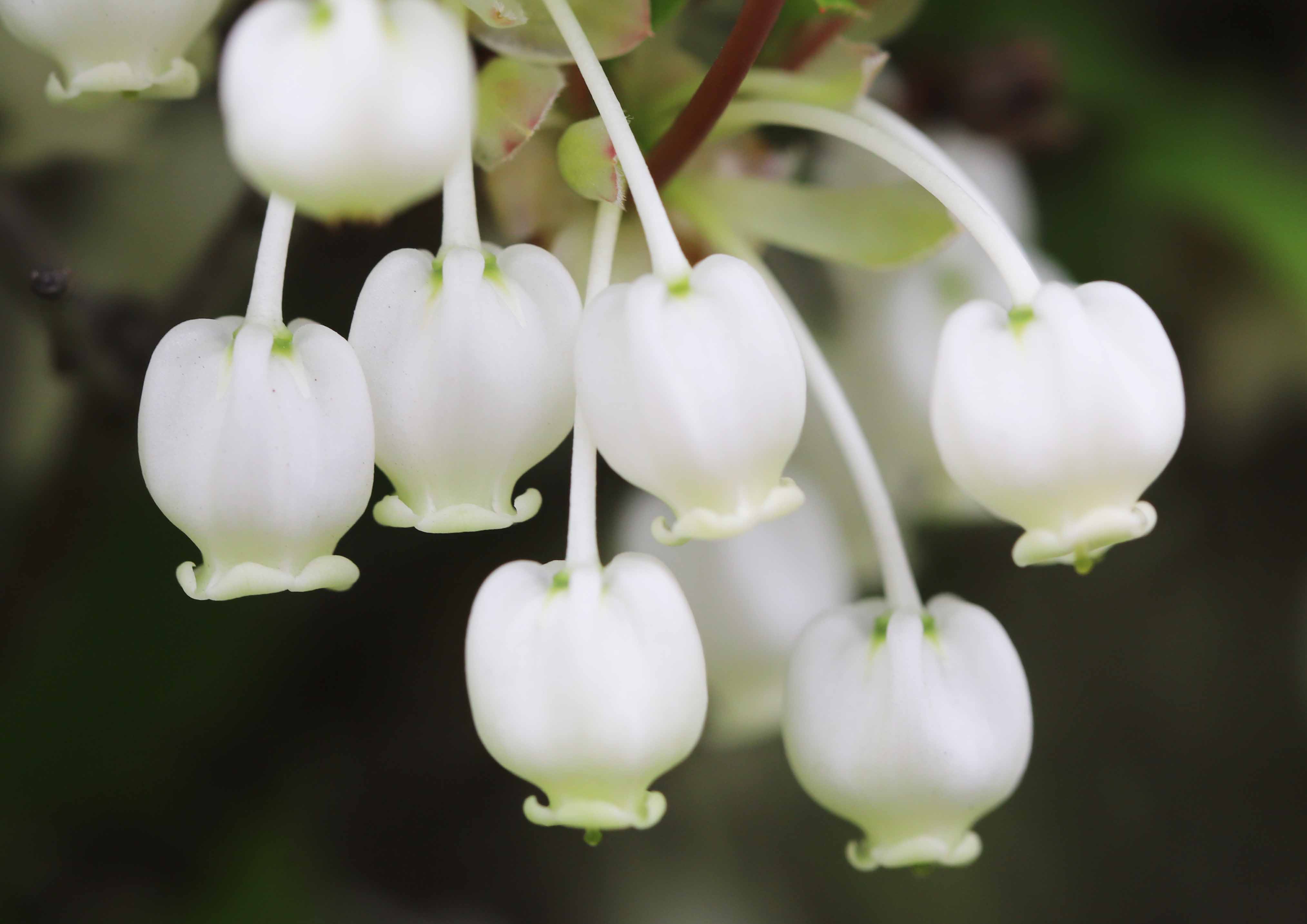 تويتر 片柳弘史 على تويتر 教会の花壇で ドウダンツツジが花を咲かせました 感じで書くとドウダンは 満天星 たくさん咲いた花 が 空に散りばめられた星のように見えるということでしょう 一つひとつの花は まるで小さな鈴のようです T Co Lgi7ebpu40