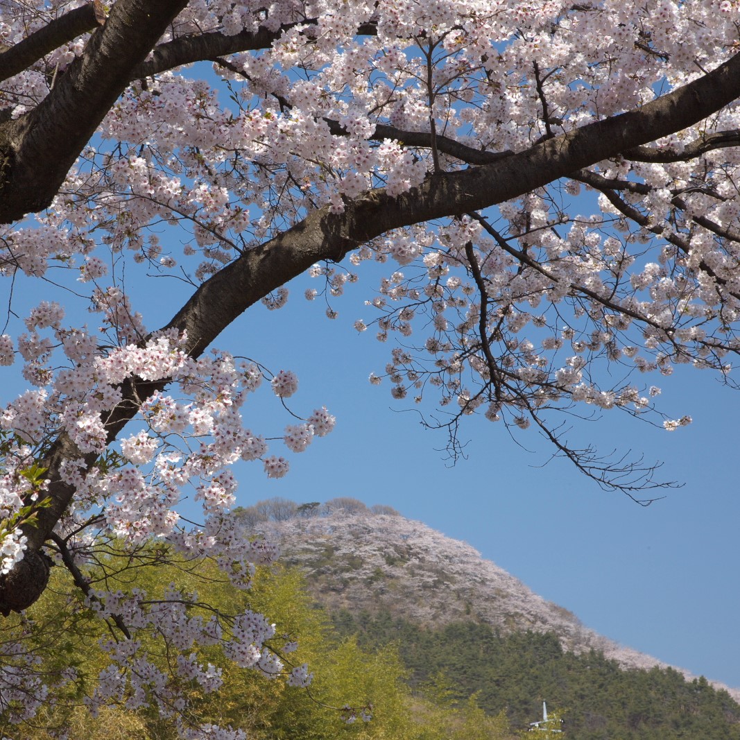 だんべー Com على تويتر 群馬の桜スポット情報 柄杓山 桐生市梅田町 4月上旬 中旬が見頃 気候により時期が前後します T Co 9cciviizo5