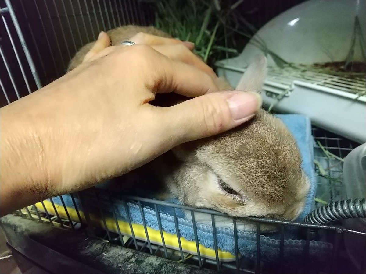 こぐま ちぃ先輩は永遠 うさぎ専門店ラビットン おなかゆるい族のジェリーです 暑い時はクーラーいれてくれてほしいけど あったかヒーター ふかふか毛布ははずしたらアカンで ゆるいウンチ だすで 高槻市 うさぎ ネザーランドドワーフ お腹ゆるい こぐま ちぃ先輩は永遠 うさぎ専門店ラビットン おなかゆるい族のジェリーです 暑い時はクーラーいれてくれてほしいけど あったかヒーター ふかふか毛布ははずしたらアカンで ゆるいウンチ だすで 高槻市 うさぎ ネザーランドドワーフ お腹ゆるい